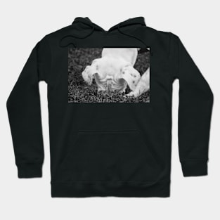 Puppy Discovers Bug...(the Nose KNOWS) Hoodie